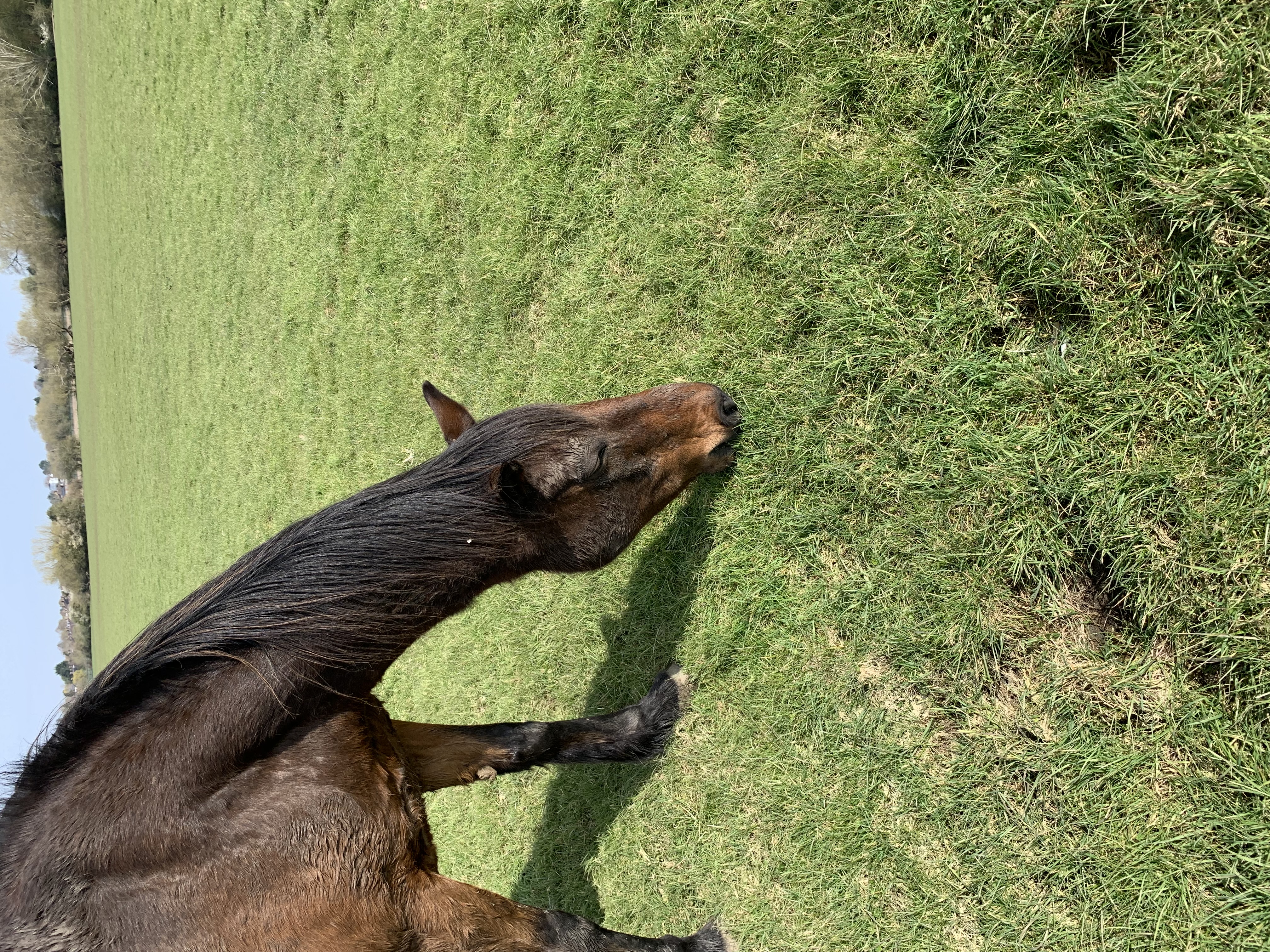 Horse from Park Meadow near Jericho